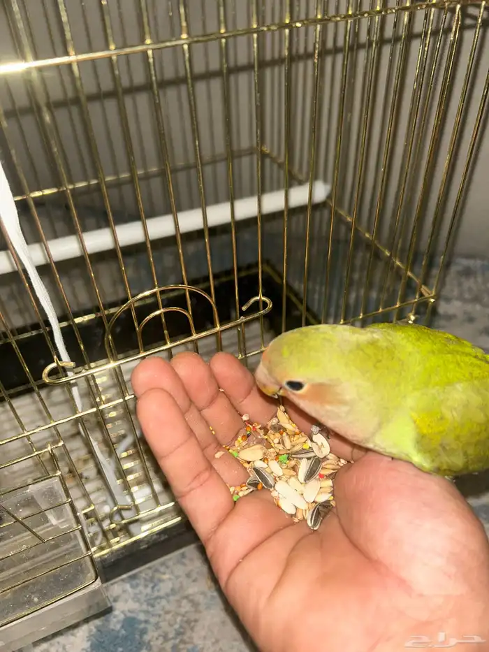 أنثى روز الليفه 3