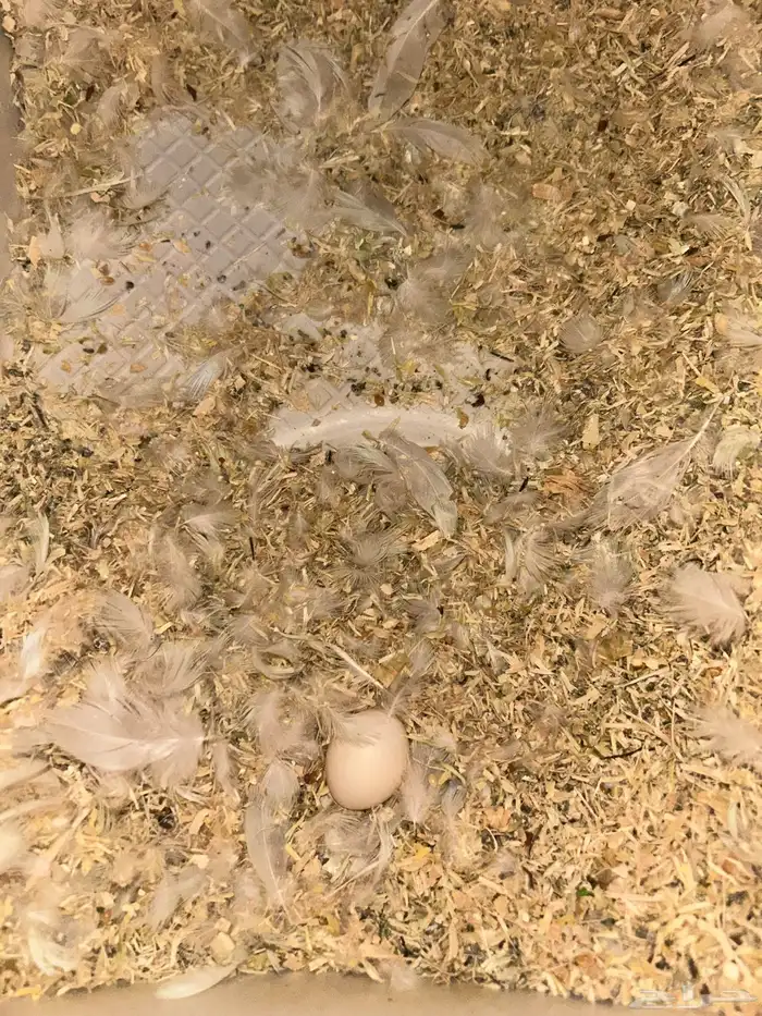 جوز روز منتج 0