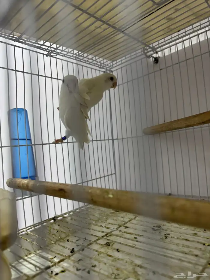 جوز روز البينو 0