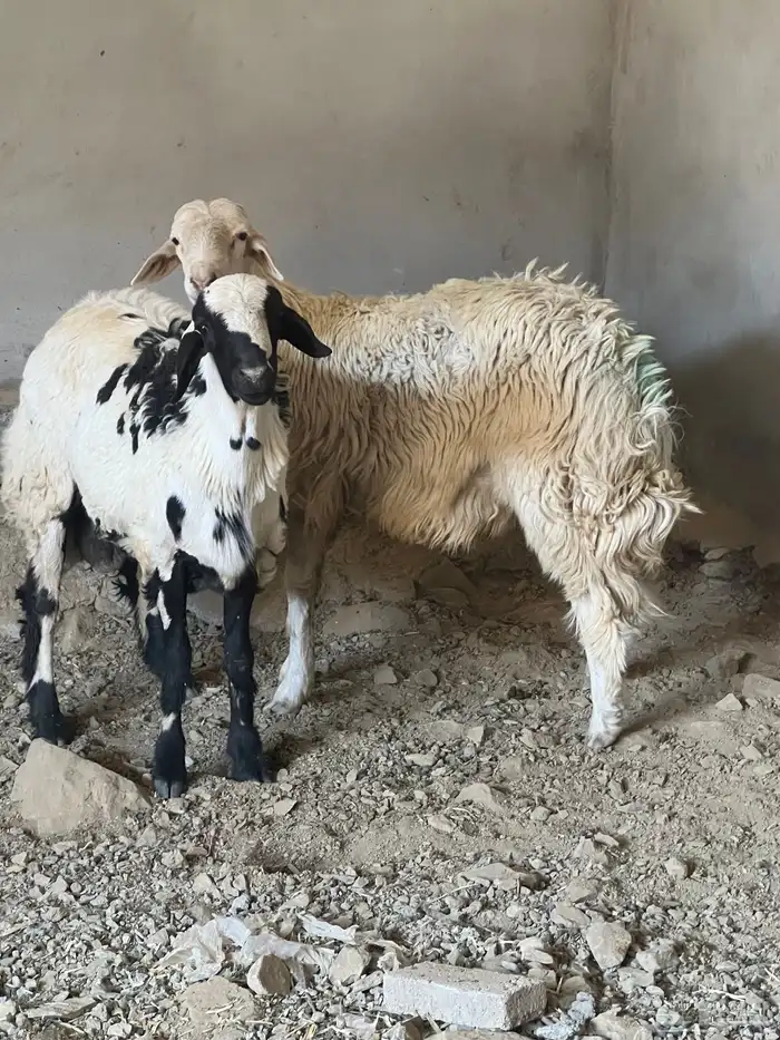 طليان للبيع 1