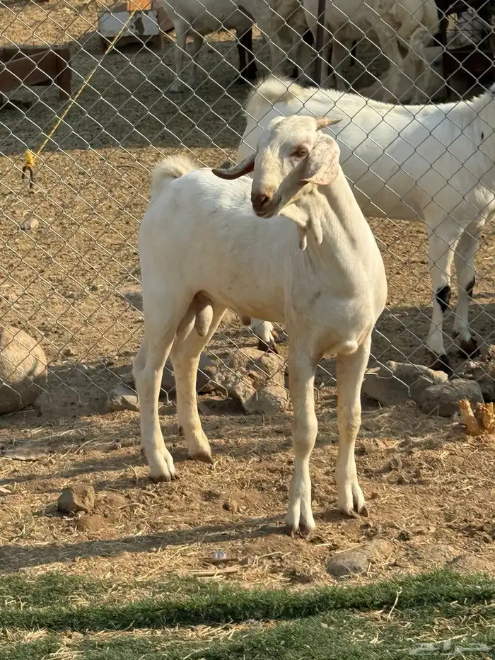 مشروع ابرص فاخر 4