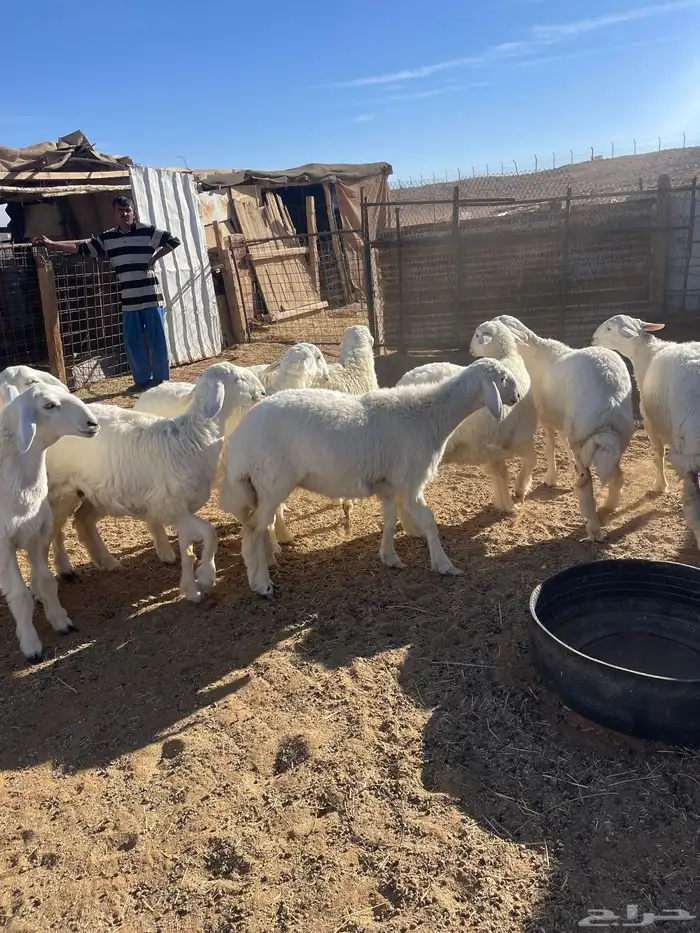 تم البيع رخال حرش مراح واحد صنف 1