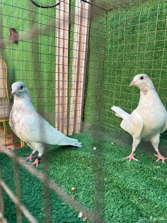 حمام بكستاني طبات 11