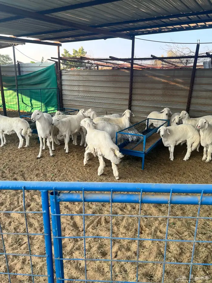 خرفان الطائف سواكن مستورد و تيوس 6