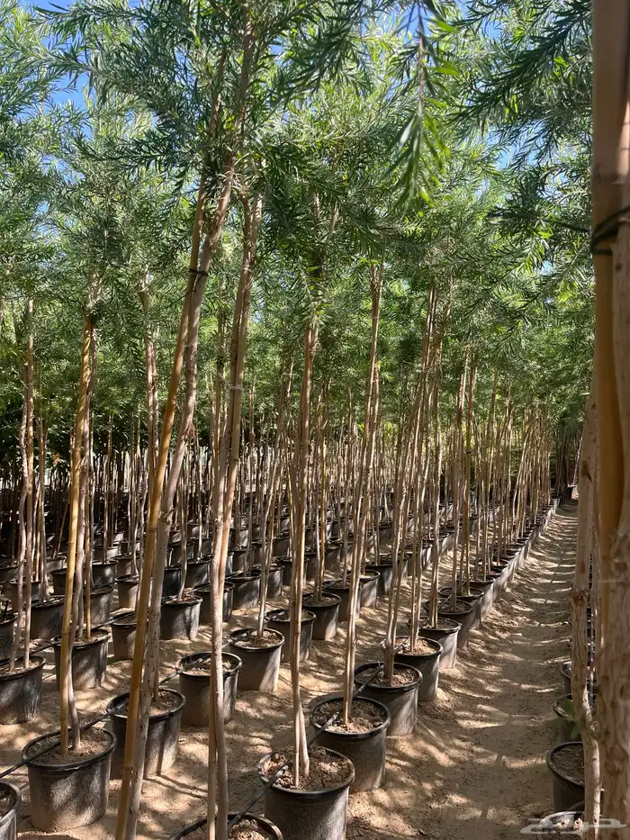 شجرة فرش الزجاج 0