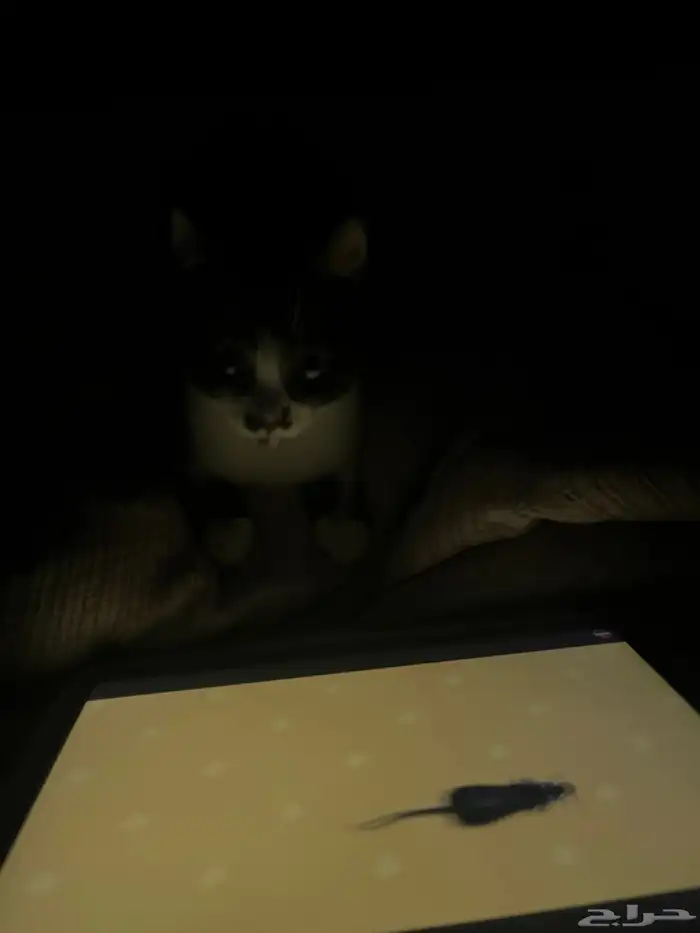 قط ذكر بلدي مع شيرازي للتبني 2