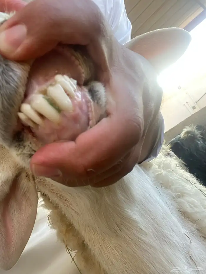 خروف حري صنف تو مشلع ثني 0