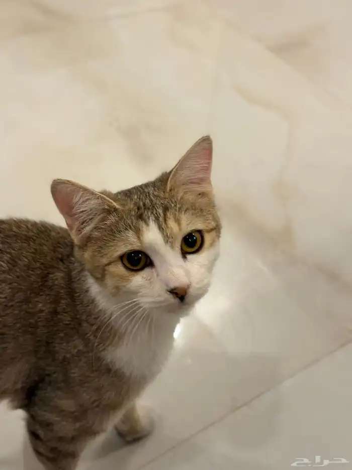 Cats available for adoption 2