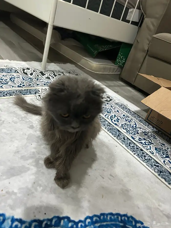 قط شيرازي للتبني. تم التبني تم التبني تم التبني 0