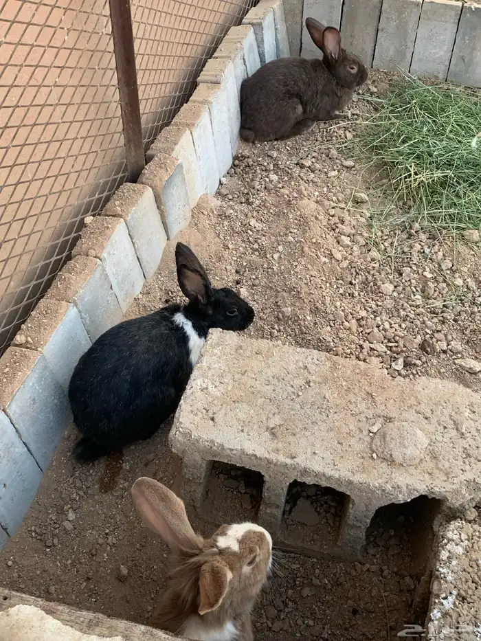 للبيع ارانب منتجات 5