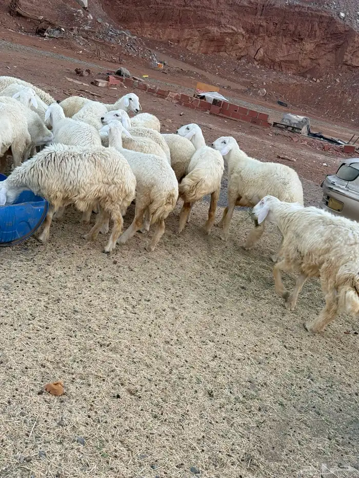 غنم حري تربيه خاصه 19 راس علف بلدي هاوي 4