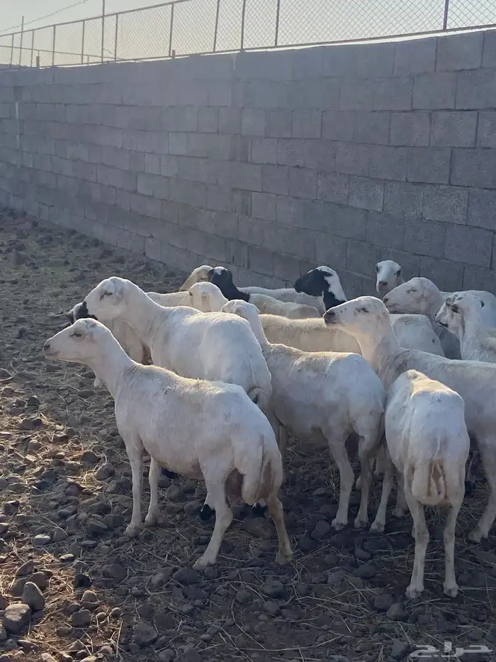 محافظة الكامل ( حرة شمنصير ) 1