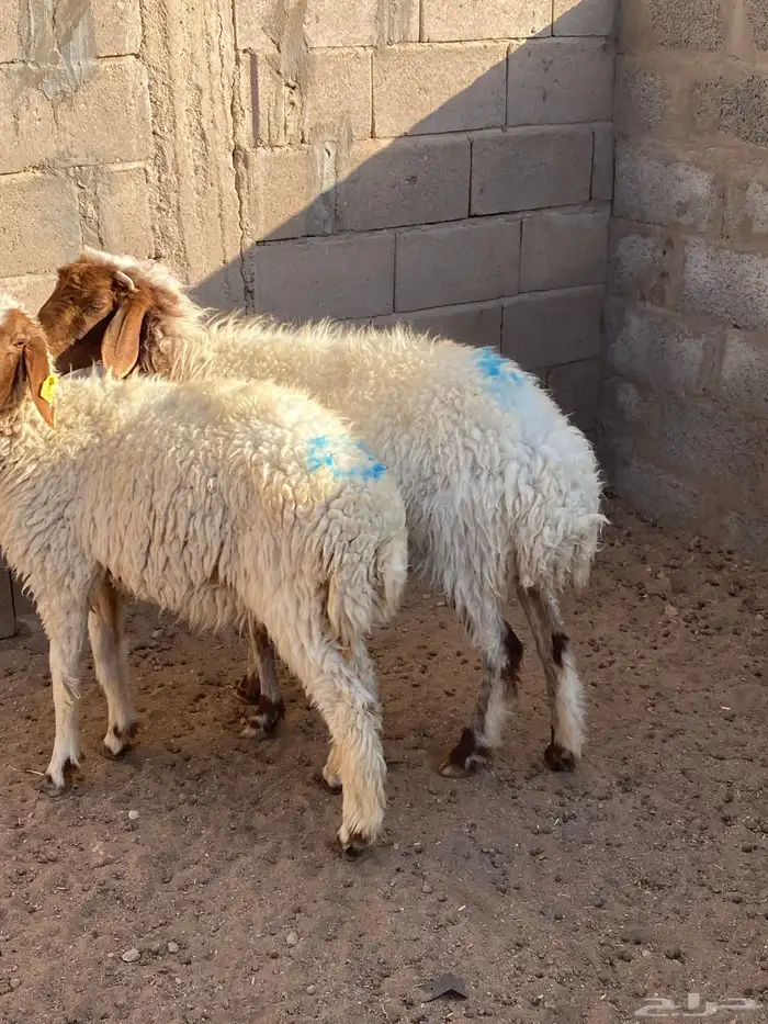 نعيمه معه رخله 1