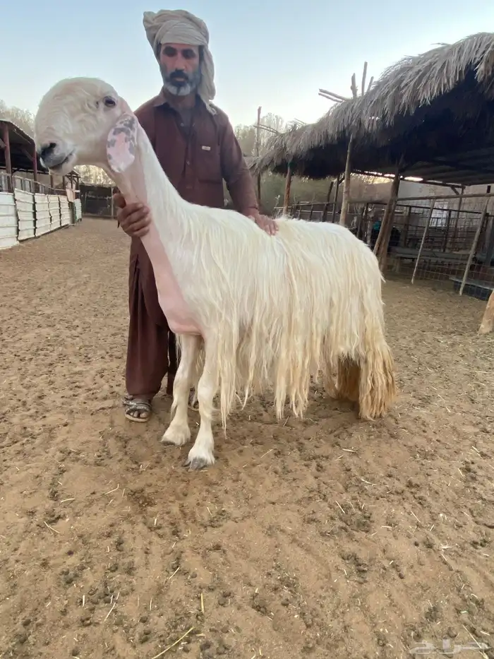 شاه عيسيه فاخره 0