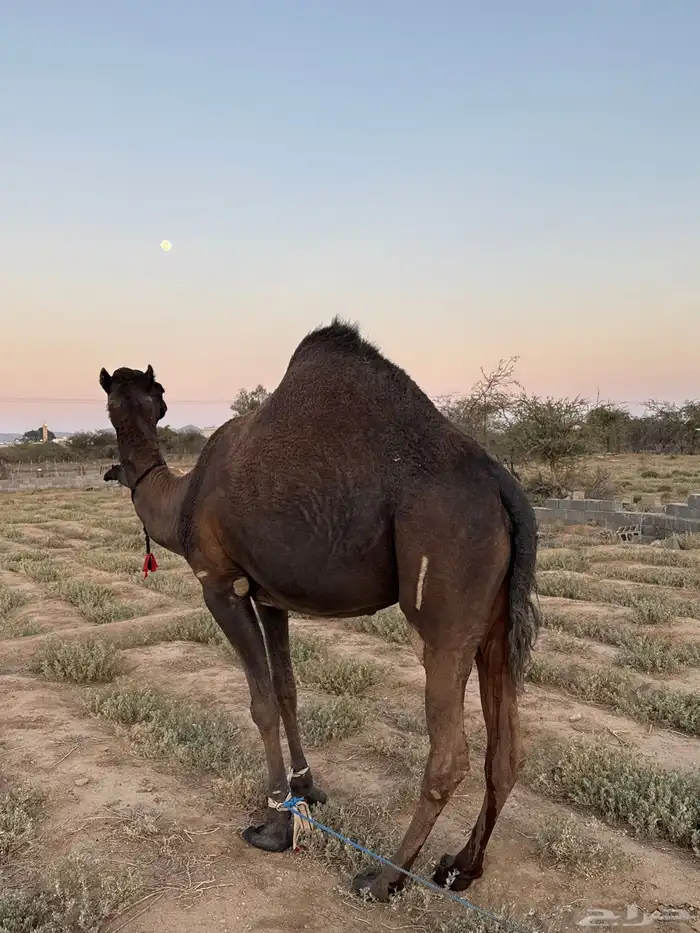 ناقه للبيع 2