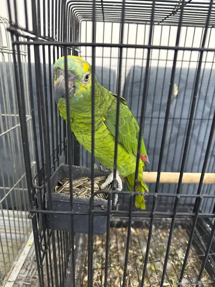 امزوني بلوفرنتد 0