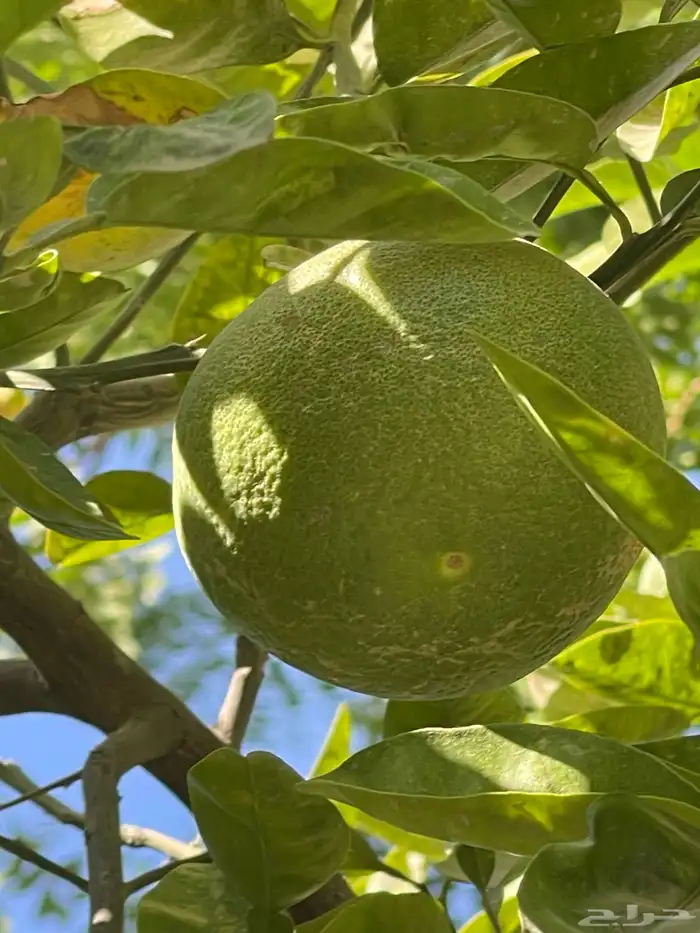 أشجار برتقال مثمرة 2