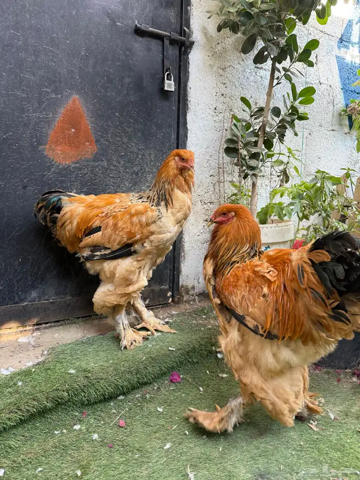 ديكين براهما 0