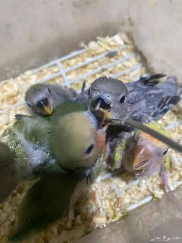 العرض فروخ روز غر الموقع القريات 0