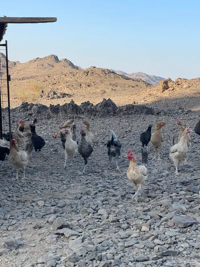 للبيع دجاج بلدي 3