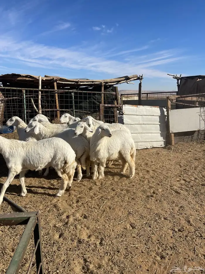 تم البيع رخال حرش مراح واحد صنف 7