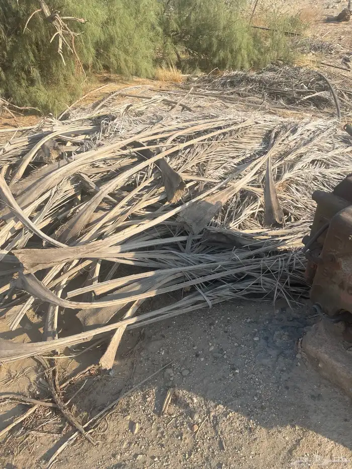 سعف صريف وجريد نخل للبيع 4