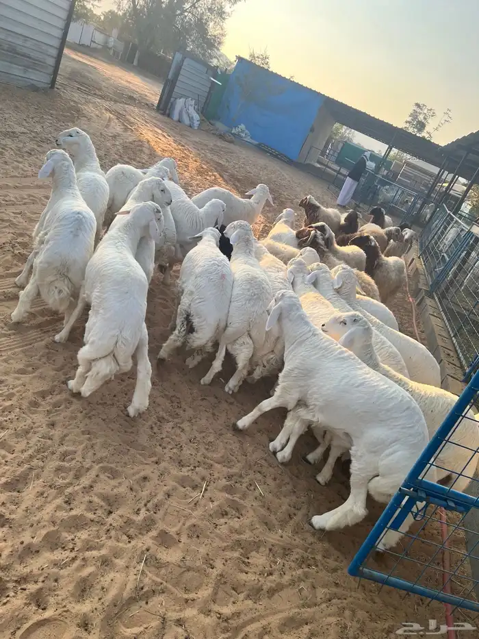 خرفان الطائف سواكن مستورد و تيوس 1