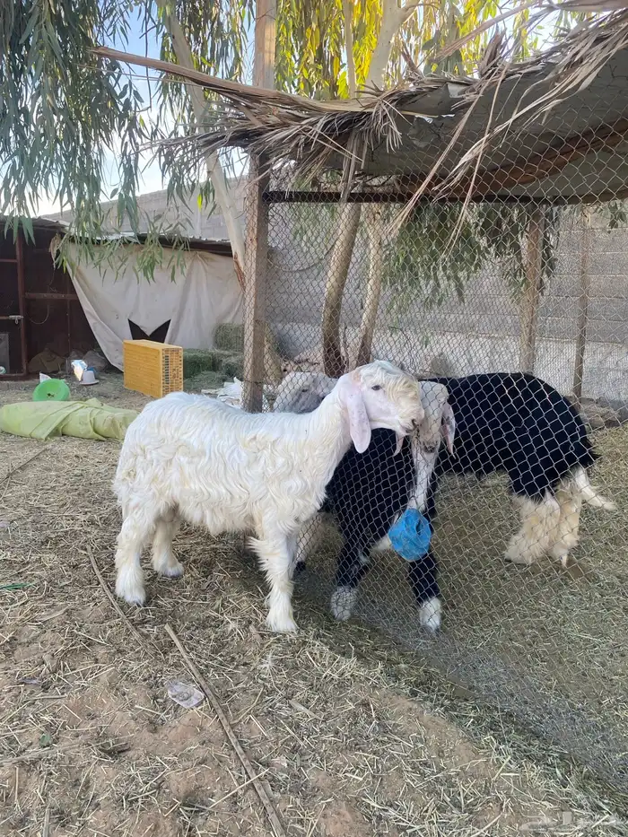 مشروع فحل عيسي فاخر 0