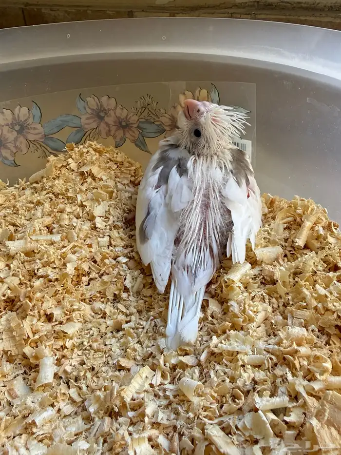 عشاق الطفرات والغر فرخين كوكتيل 3