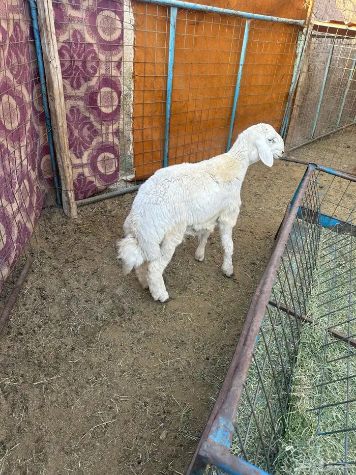 طلي حري فل شحم طيب ونضيف 0