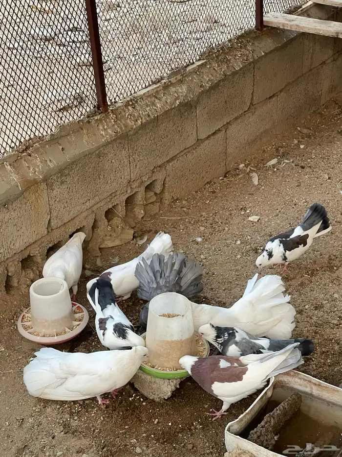 حمام رقاص وحمام هجين رقاص وايراني 1