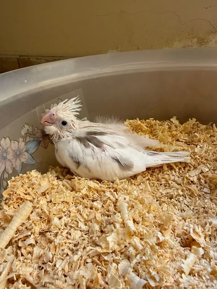 عشاق الطفرات والغر فرخين كوكتيل 2