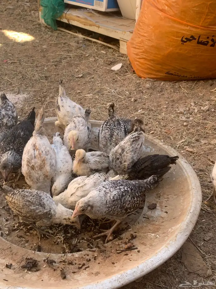 فروخ عمرهم شهرين واكثر شووي 0