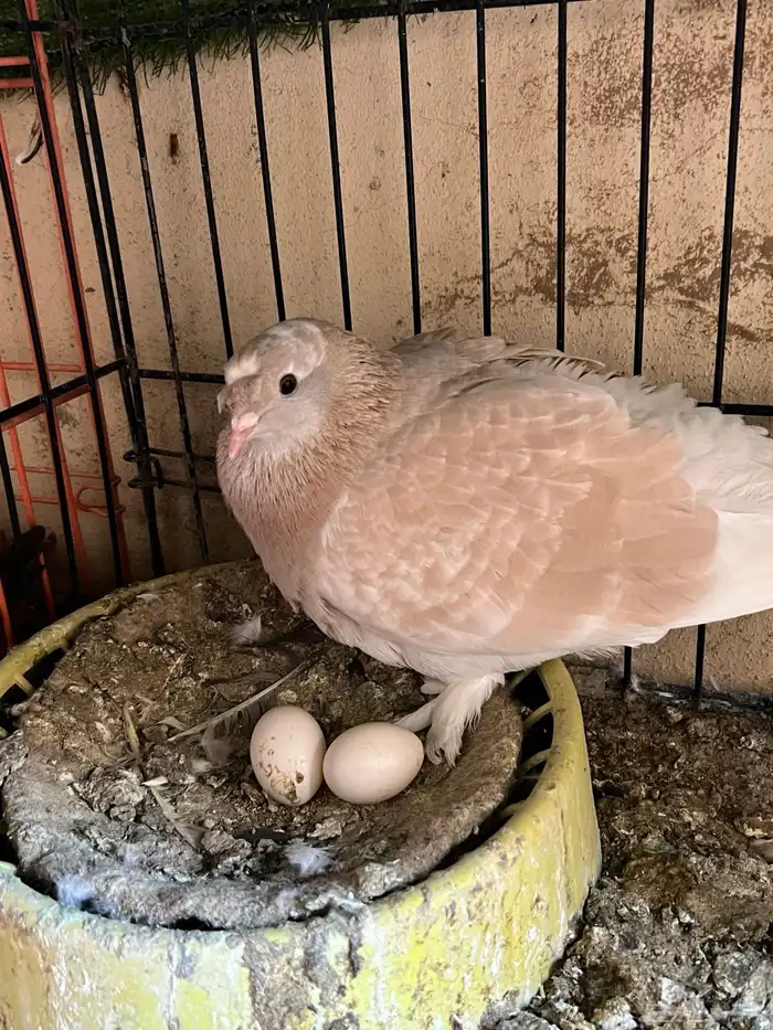 جوز حمام تركي 4