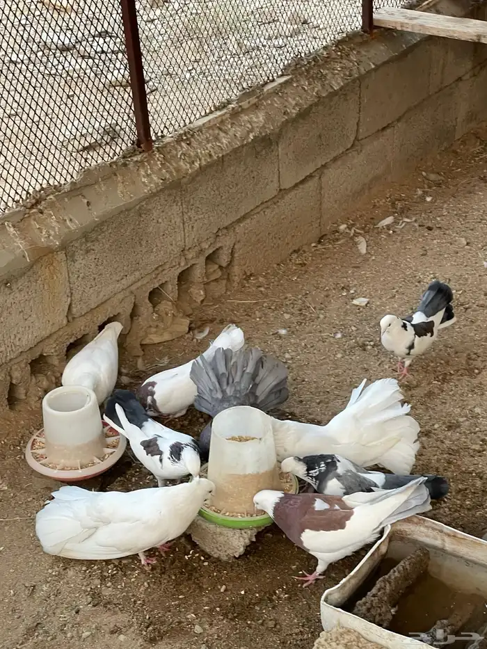 حمام رقاص وحمام هجين رقاص وايراني 2