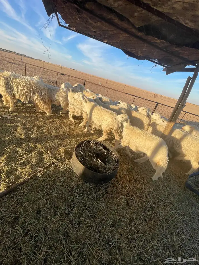 رخال جذعات وثنوات بعضها دفيع بفحلها للبيع 2