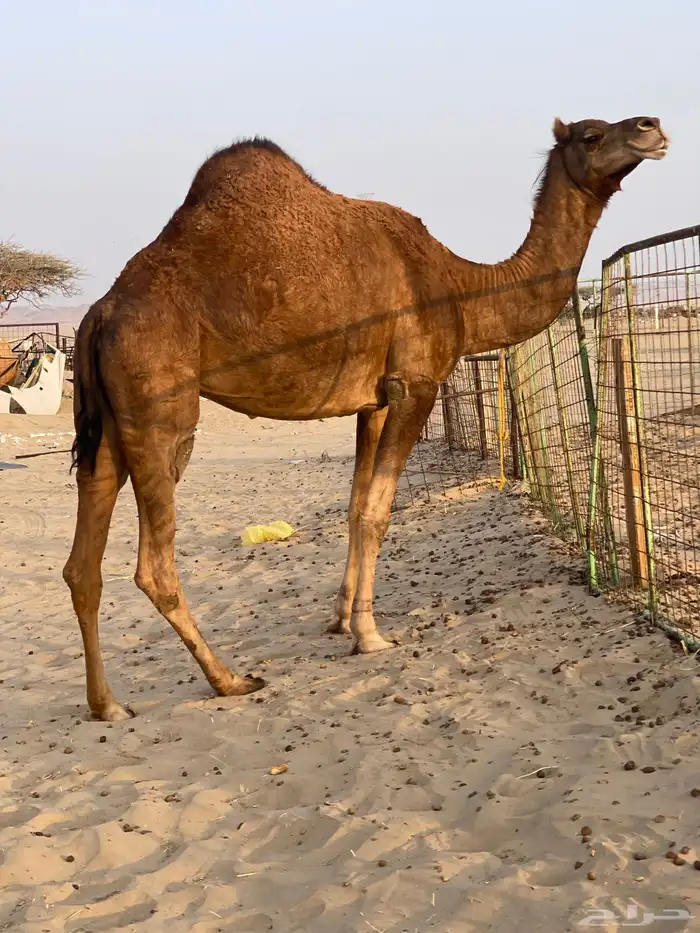 للبيع حايل متسلدت 0