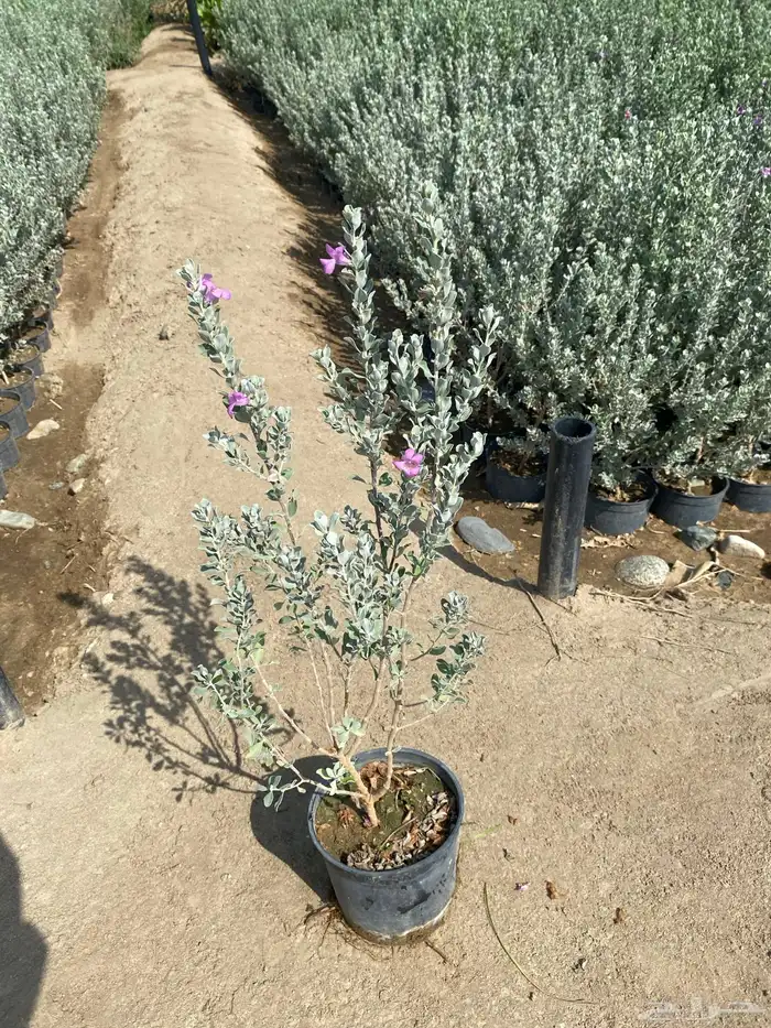 يتوفر شتلات بالجمله فقط 25