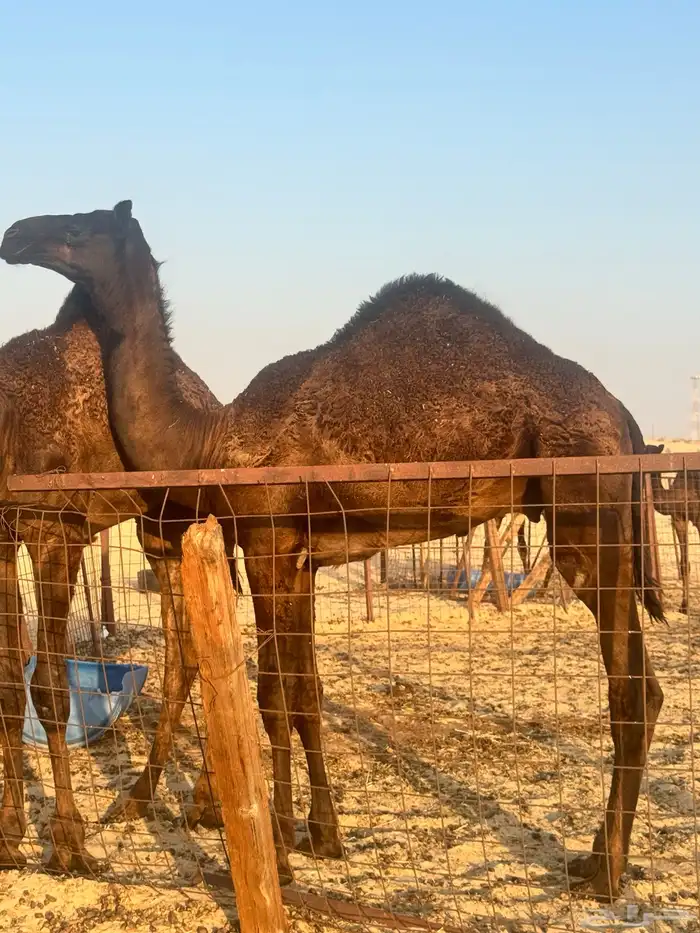 حاشي فل الفل زين وشحم 1