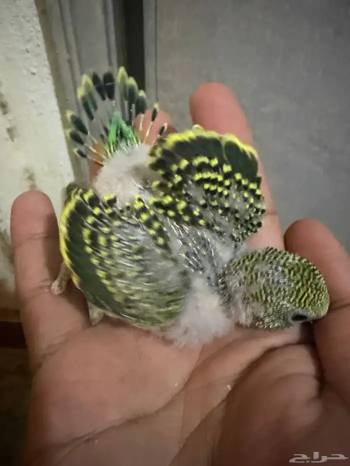 فروخ بادجي للبيع 10