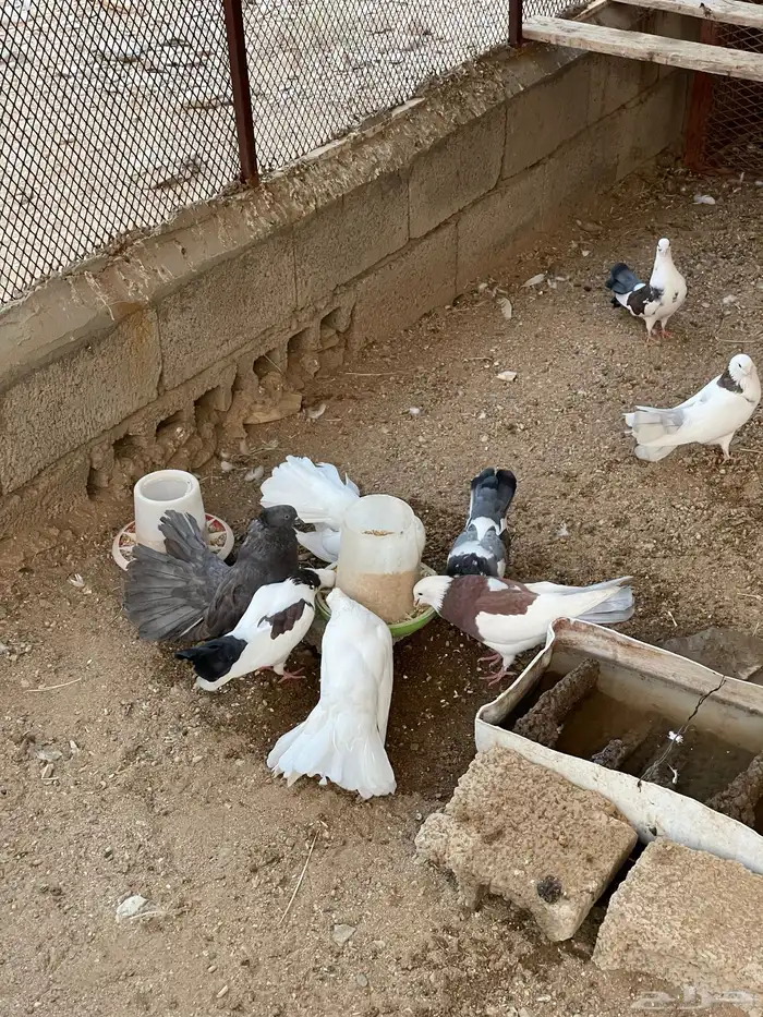 حمام رقاص وحمام هجين رقاص وايراني 8