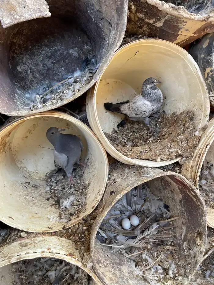 فراخه حمام زاجل وهندي 7