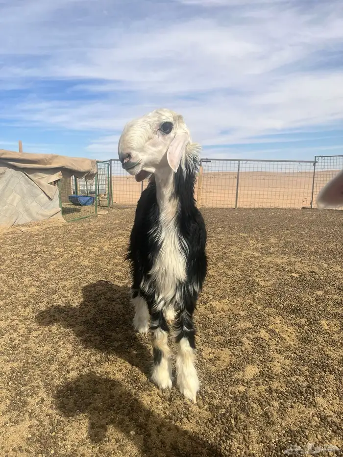 فحول نجد صنف الصنف ومميزه 18