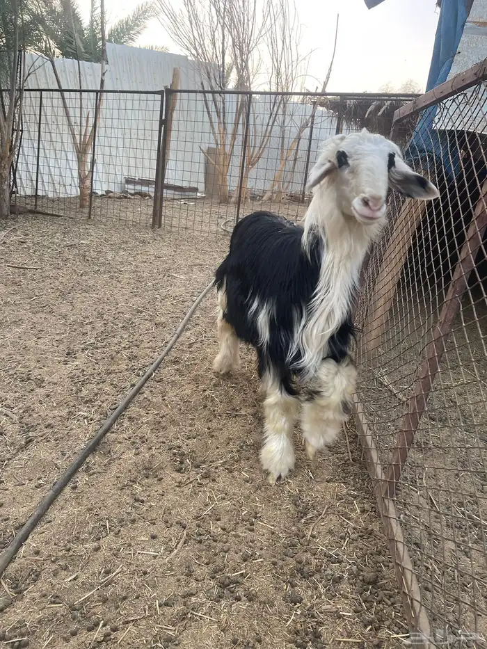 العرض رحل وخروف 4