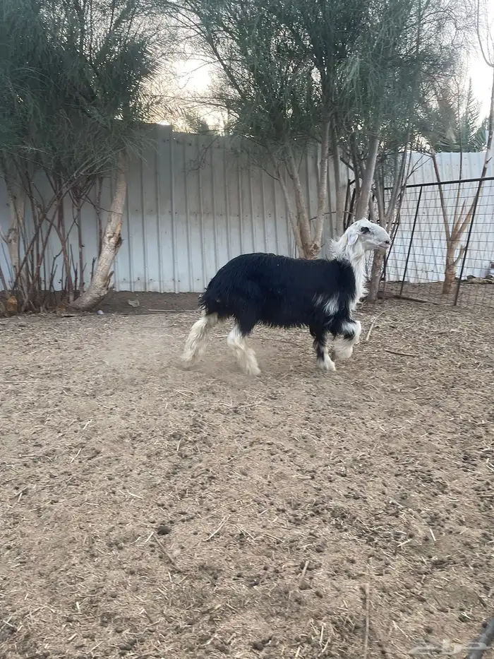 العرض رحل وخروف 6