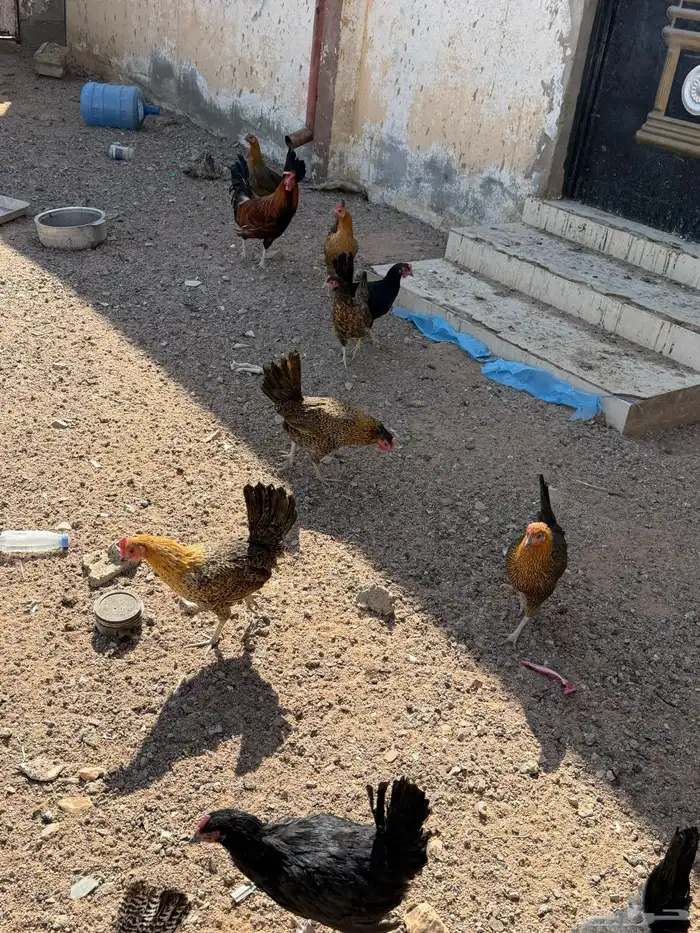 دجاج بلدي بياض شرط 1