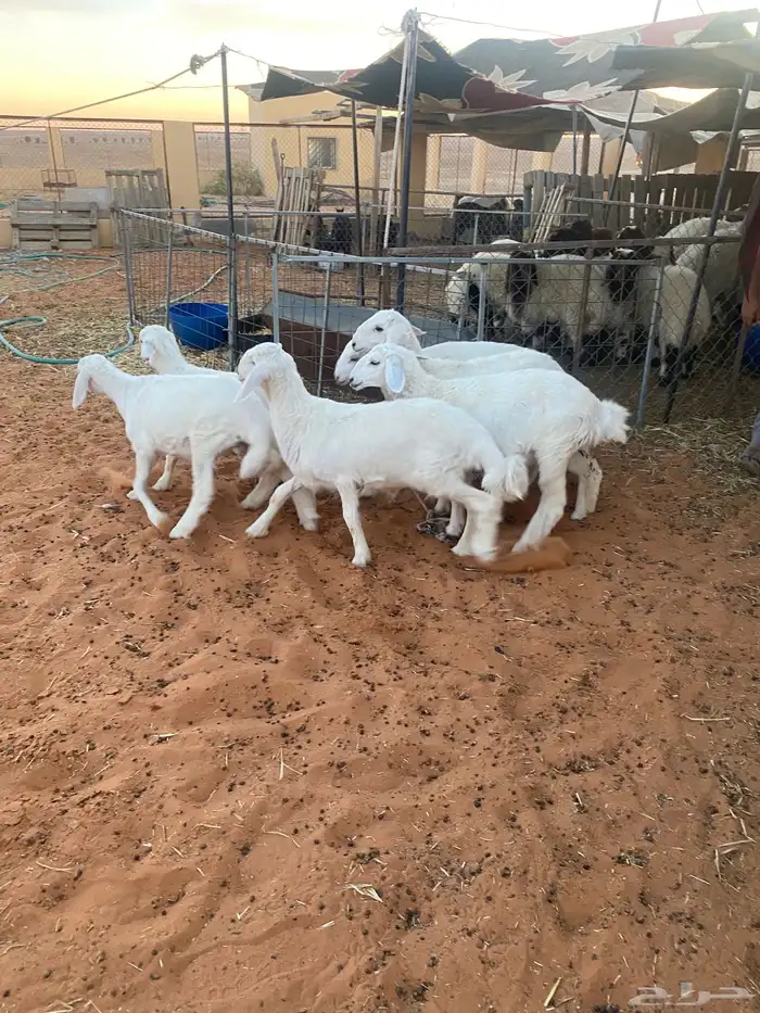 حريات لبانيات 2