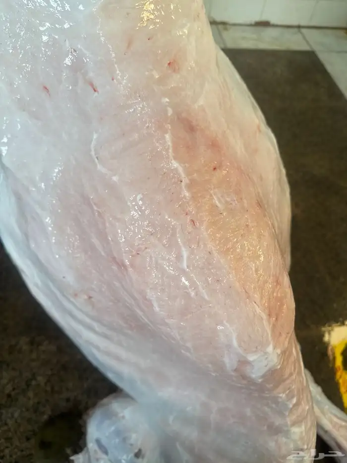 لباني شرط وعمره (6) والحم مضمون في الصحن 1