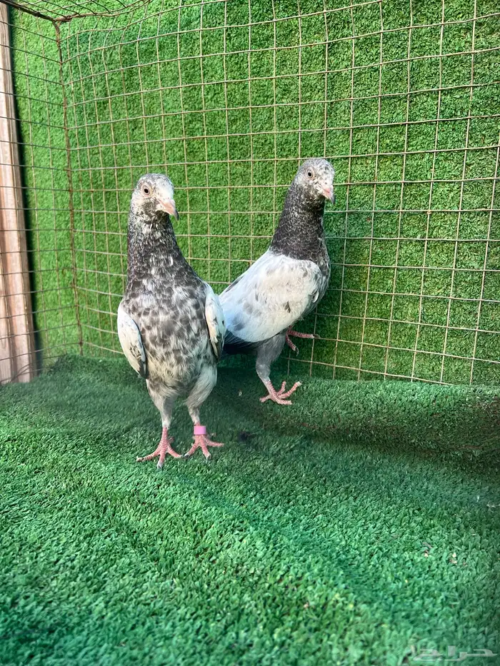 حمام بكستاني طبات 2