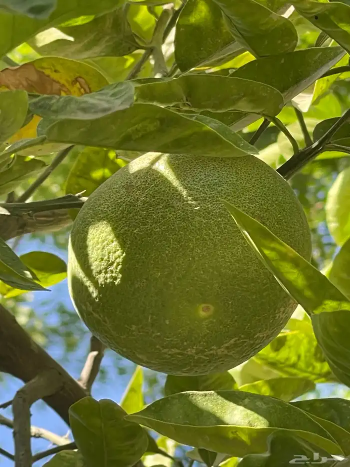 أشجار برتقال مثمرة 5